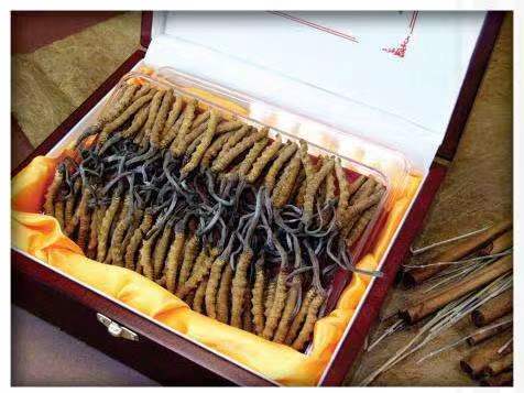 石柱冬虫夏草回收